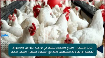 ثبات الأسعار.. الفراخ البيضاء تستقر في بورصة الدواجن والأسواق المحلية الأربعاء 20 أغسطس 2025 مع استمرار استقرار البيض الأحمر